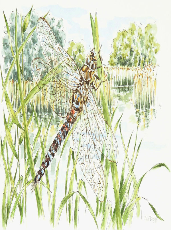 Welney Hawker